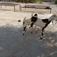 بز نزدی سه قلوه زا