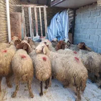 تعدا 14راس میش آبستن کردی مالچه