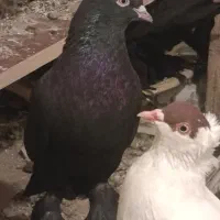 قره لوتی|پرنده|خسروشاه, |دیوار