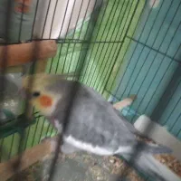 طوطی عروس هلندی نر مست آماده جفت سخنگو