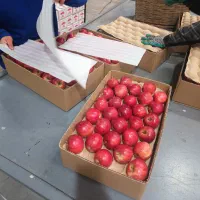 کار سورتینگ سیب