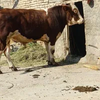 یک عدد گاو نر گوشتی بزرگ دندان در آورده کیلو ۷۰۰