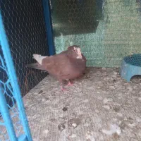 گلی پلنگ نر|پرنده|رفسنجان, |دیوار