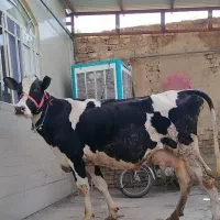 گاو شیری مزرعه