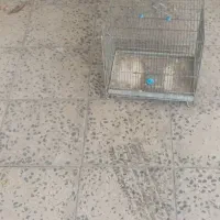 قفس پرنده|لوازم جانبی حیوانات|مهاجران, |دیوار