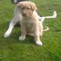 واگذاری توله نر