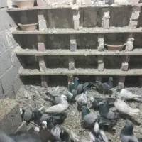 سالم و سرحال