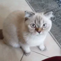 گربه بریتیش ماده