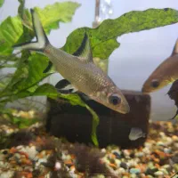 فروش فوری یک ردلاین و دو شارک و یک آنجل