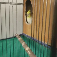 عروس هلندی|پرنده|مشکین‌دشت, |دیوار