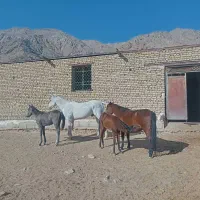 هفت راس اسب|اسب و تجهیزات اسبسواری|سمنان, |دیوار