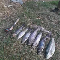 کرم خاکی زنده مخصوص ماهی گیری طعمه کپور|ماهیگیری|اصفهان, باغ فدک|دیوار