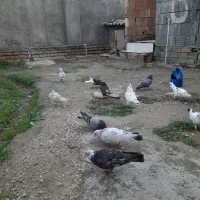 کفتر های بندرترکمن|پرنده|بندر ترکمن, |دیوار