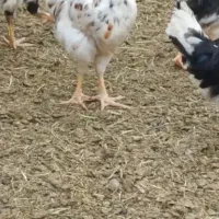 مرغ و خروس گلین قفس  آهنی هریسان