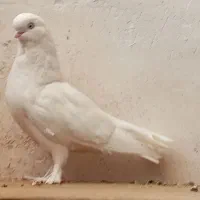 زاغ . سفید|پرنده|بروجن, |دیوار