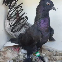 کبوترا|پرنده|جیرفت, |دیوار