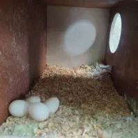 یه جفت عروس هلندی درشت و دوکت همراه 4 تا تخم