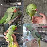 شاه طوطی ملنگو جوجه و بالغ با تست تعیین جنسیت