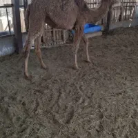 شتر یک ساله