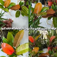 فیلودندرون پرتقالی برگ پهن در فروشگاه خانه گلها