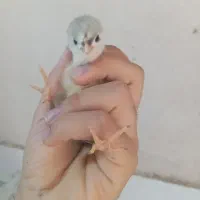 جوجه پنگوئنی طوسی درجه یک