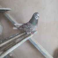 دم سفید۷رنگ