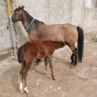 مادیان با کره نر