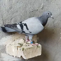 سه جفت جوجه هیچ پر