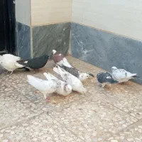 با عرض سلام 10تا کبوتر فروشی