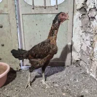 مرغ لاری افغان اصل
