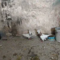 طوقی