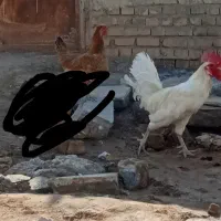 یه جفت مرغ خروس عربی|حیوانات مزرعه|اهواز, کوی ابوالفضل|دیوار