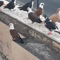 کربلایی. سر سفید.کراواتی|پرنده|مشهد, امام رضا (ع)|دیوار