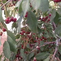 فروش-500-متر-باغ