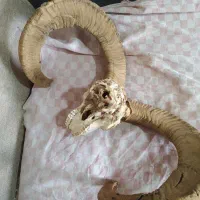 شاخ|مجسمه، تندیس، ماکت|بیرجند, |دیوار