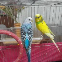 دوعددمرغ عشق