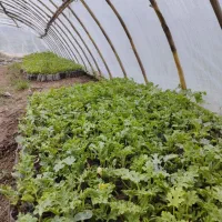 نهال هندوانه هلار