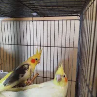 دو جفت عروس پاریس مولدشرط|پرنده|اهواز, کمپلو شمالی|دیوار