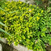 نهال شمشاد|خدمات باغبانی و درختکاری|شاندرمن, |دیوار