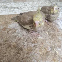 عروس هلندی سرلاکی
