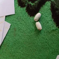 دعا انجام میدم در خدمتم