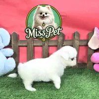 شیتزو سوپر فلت اصیل|سگ|مشهد, هنرستان|دیوار