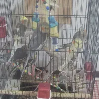 عروس هلندی نروماده|پرنده|صدرا-فارس, فاز ۲|دیوار