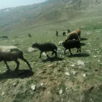 8راس میش با 5بره