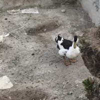 فروش مرغابی نر و ی عددخروس