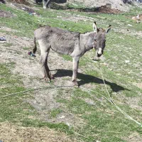 الاغ نر جوان زرنگ