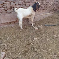 نربز پاکستانی|حیوانات مزرعه|تربتحیدریه, آبشار|دیوار