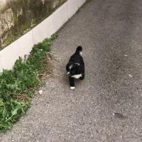 واگذاری سگ پودل|سگ|رشت, حمیدیان|دیوار