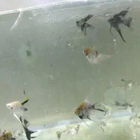 انجل|ماهی|تهران, شهرک ولیعصر شمالی|دیوار