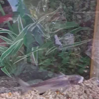 آکواریوم همراه ماهی سه عدد اسکار و کوسه|ماهی|ملایر, |دیوار